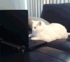 The AI-generated cat pictures thread-nhwxv23.gif