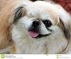 The AI-generated cat pictures thread-pekingese-dog-2989940.jpg