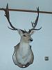 Any hunters here? (Warning-pics of game taken inside)-pc140016.jpg