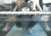 The AI-generated cat pictures thread-tumblr_mpxyjuvh8h1sx1cvso1_500.gif