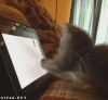 The AI-generated cat pictures thread-arkamsn.gif