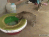 The AI-generated cat pictures thread-1379436048_cat_vs_octopus.gif