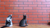 The AI-generated cat pictures thread-duck_kitty.gif