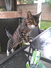 The kitten &amp; cat thread-forumrunner_20131007_104039.png