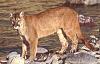 The AI-generated cat pictures thread-mountain_lion.jpg