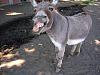 The AI-generated cat pictures thread-donkey2.jpg