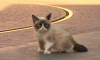 The AI-generated cat pictures thread-6l5ru7k.gif