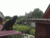 The AI-generated cat pictures thread-jwrzoal.gif