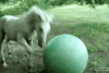 The AI-generated cat pictures thread-1287507497_horse-plazying-big-ball.gif