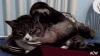 The AI-generated cat pictures thread-yxrnquo.gif