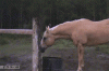 The AI-generated cat pictures thread-1329846894_aliens_in_the_woods__guy_running_from_cow.gif