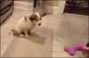 The AI-generated cat pictures thread-j1goc8v.gif