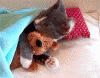 The AI-generated cat pictures thread-36710.gif