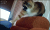 The AI-generated cat pictures thread-7cb4nju.gif
