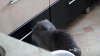 The kitten &amp; cat thread-eapnpu7.gif