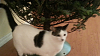 The AI-generated cat pictures thread-forumrunner_20131211_135437.png