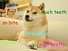 The AI-generated cat pictures thread-doge.jpg