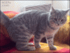 The AI-generated cat pictures thread-lrccydn.gif