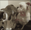 The AI-generated cat pictures thread-g2zzx8w.gif