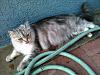 The kitten &amp; cat thread-bella3_zpsc4792325.jpg