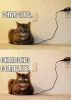 The AI-generated cat pictures thread-chargecat.gif