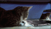 The AI-generated cat pictures thread-tumblr_md1cngldzp1qdlh1io1_500.gif