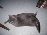 Name:  cat.jpg
Views: 33
Size:  3.0 KB