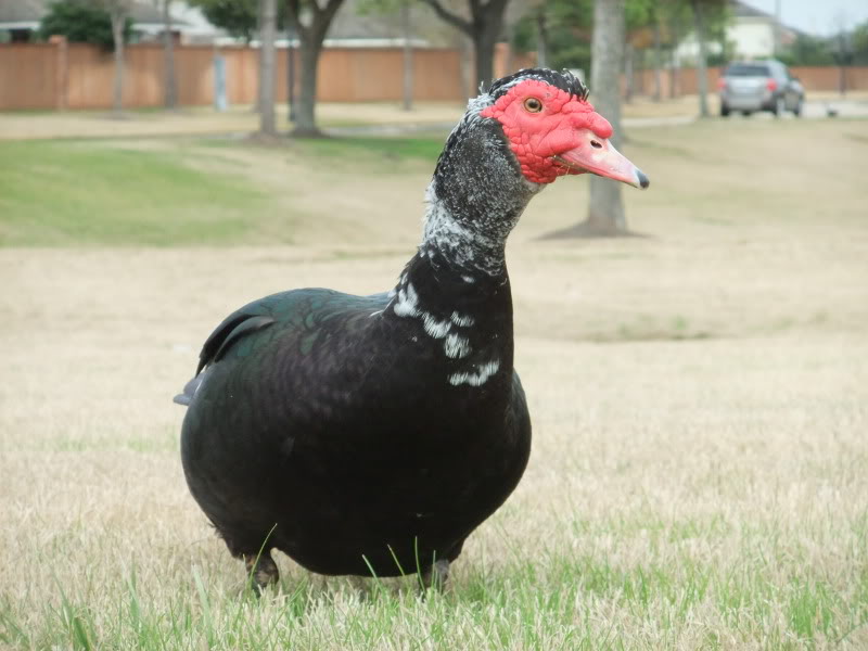 Name:  DSCF3246.jpg
Views: 43
Size:  66.1 KB