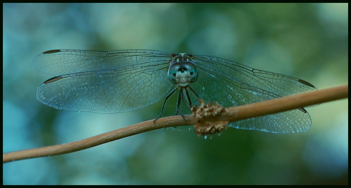 Name:  bug12.jpg
Views: 64
Size:  71.0 KB