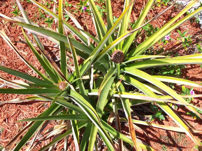 Name:  100_0839.jpg
Views: 64
Size:  208.8 KB