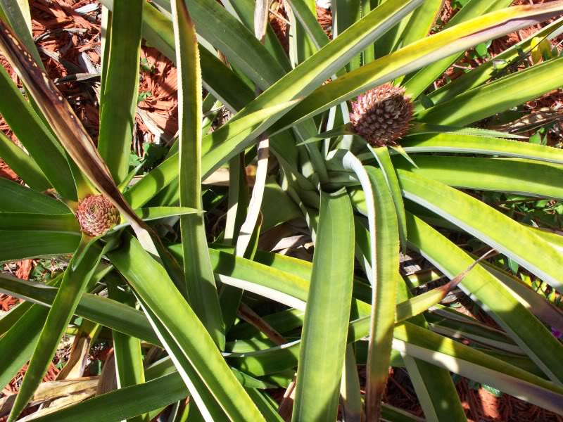 Name:  100_0841.jpg
Views: 57
Size:  140.0 KB