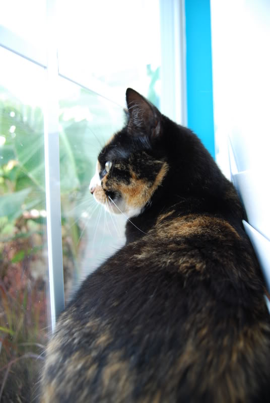 Name:  DSC_0061.jpg
Views: 33
Size:  73.4 KB