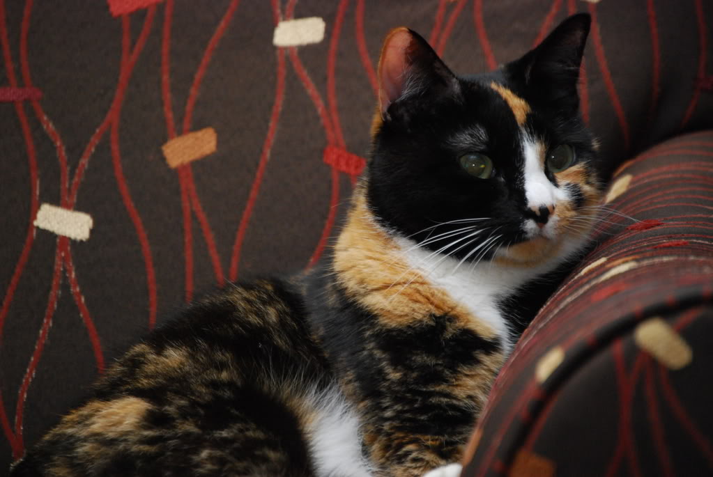 Name:  DSC_1648.jpg
Views: 32
Size:  108.3 KB