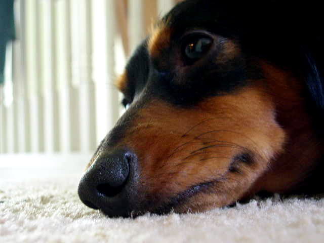 Name:  Reeseupclose.jpg
Views: 42
Size:  29.6 KB