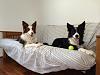 Hey from Virginia-pups_zps1a38036e.jpg