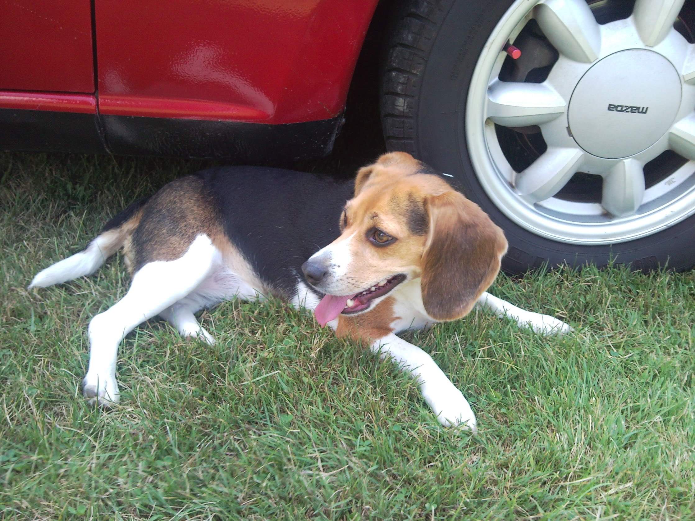 Name:  LaylaMiataPicnic7.jpg
Views: 46
Size:  616.5 KB