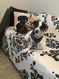 Denoobing Commenced-img-2009.jpg