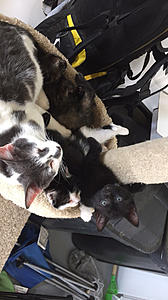 Long time lurker, First time story teller-photo546.jpg