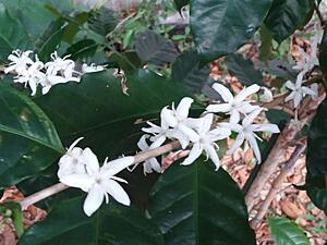 Scared 97' N/A NA trying to blow without blowing up-20190410_174852.jpg