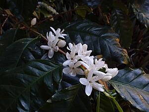 Scared 97' N/A NA trying to blow without blowing up-20190322_183613.jpg