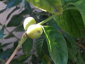 Scared 97' N/A NA trying to blow without blowing up-20181117_090631.jpg