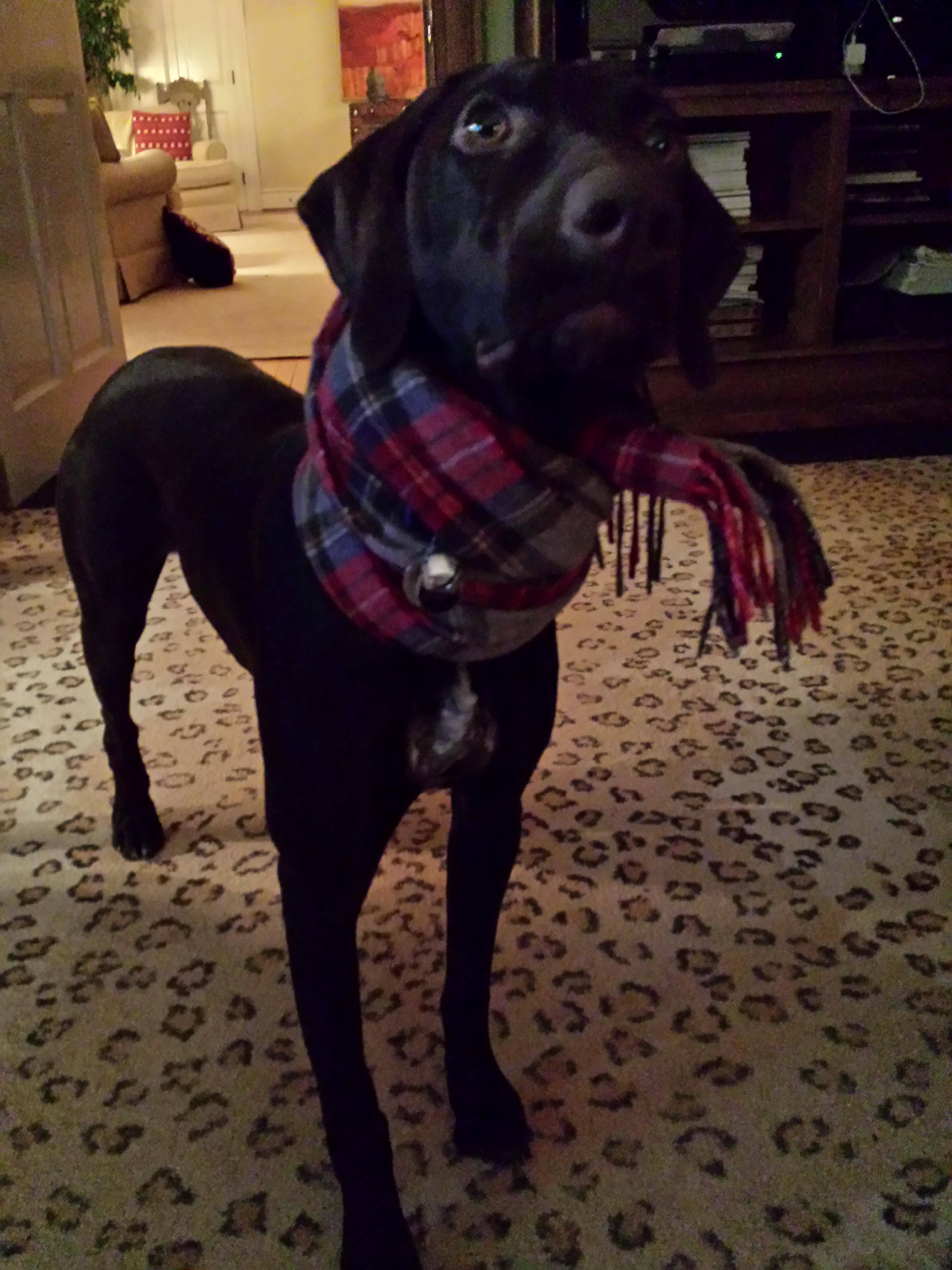 Name:  YQ8kGNw.jpg
Views: 34
Size:  711.2 KB