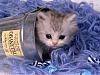 stroked and poked-cute_kitty_cat_in_tin_can.jpg