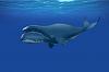 Himms is just a Baby!! I just LOVE Himms-bowhead-whale.jpg