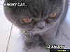 Hope I placed this post in the correct place-angry-cat-iz-angry.jpg