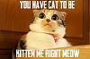 VERY experienced DRIFTER!-you-have-cat-kitten-me-right-meow.jpg
