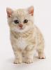 Probably a stupid question-tribbles-cute-kitten.jpg