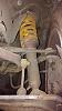 FS: NA/NB Fat Cat Race Coilovers-058l4ck.jpg