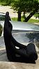 Corbeau seats      5-p1020436_zpsb640a5a9.jpg