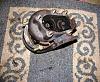 FS: turbo parts-img_1962.jpg